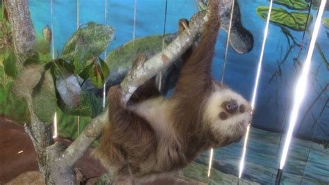 sloth st louis zoo